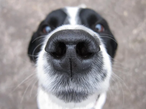 Focinho de cachorro