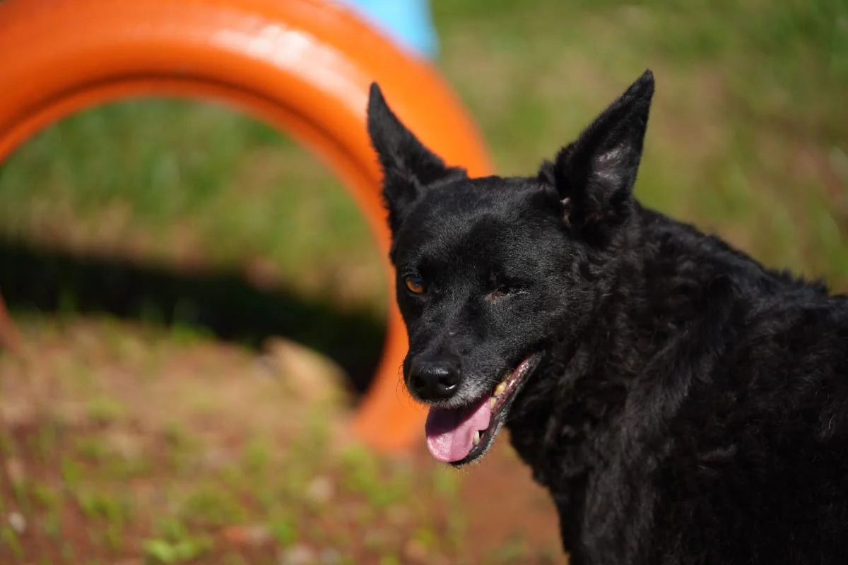 Prefeitura de SP realiza campanha de adoção de animais Sem Raça Definida (SRD) Prefeitura de SP realiza campanha de adoção de animais Sem Raça Definida (SRD)