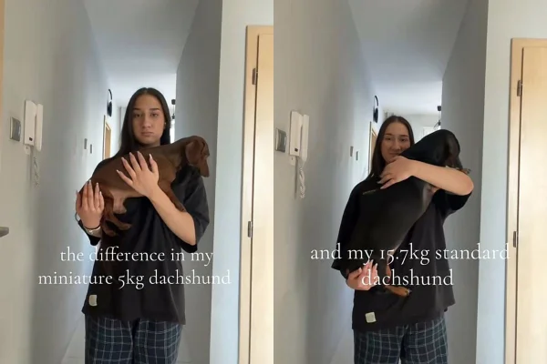 cachorros salsicha viralizam por tamanho