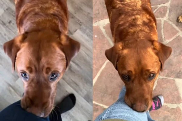 Montagem de duas imagens coloridas de cachorro empurrando a perna do tutor com o focinho