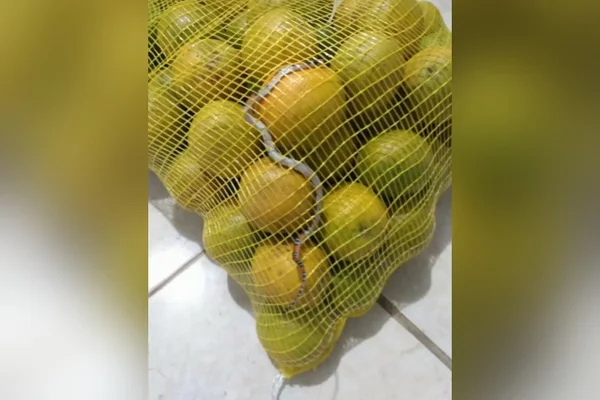 Mulher acha cobra em saco de laranjas comprado no Atacadão: “Gritei muito”