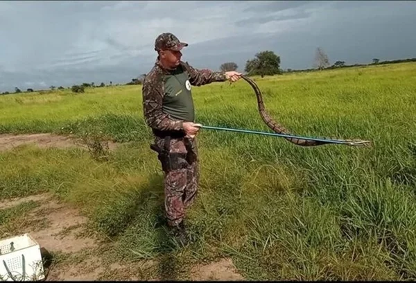 Policial militar ambiental segura jibóia no Mato Grosso do Sul - Metrópoles