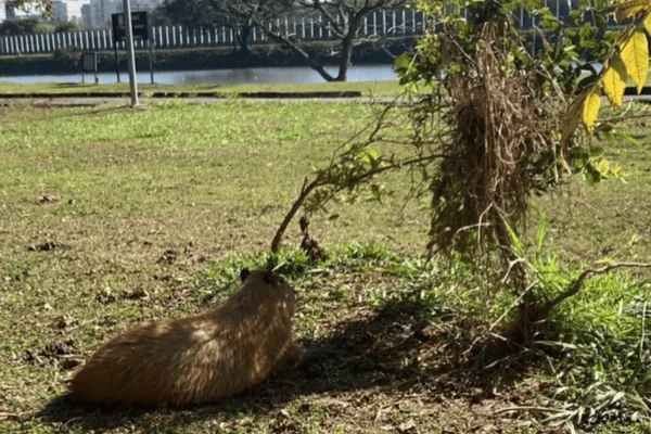 Imagem colorida de uma capivara próxima à raia olímpica da USP - Metrópoles