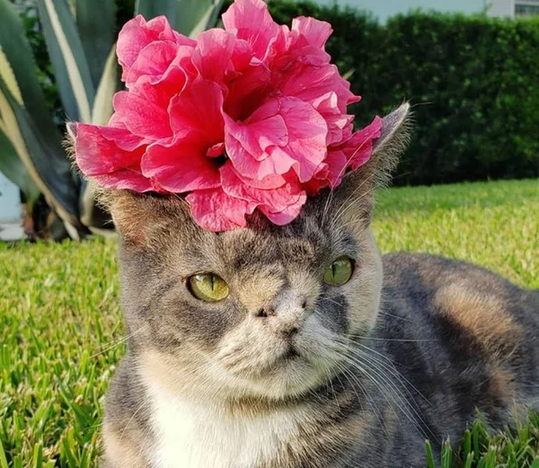 Gata com rara síndrome facial é adotada e vira estrela no Instagram