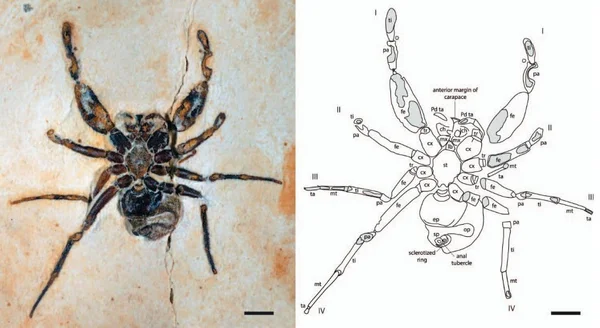 Aranha Cretapalpus vittari será devolvida ao Brasil