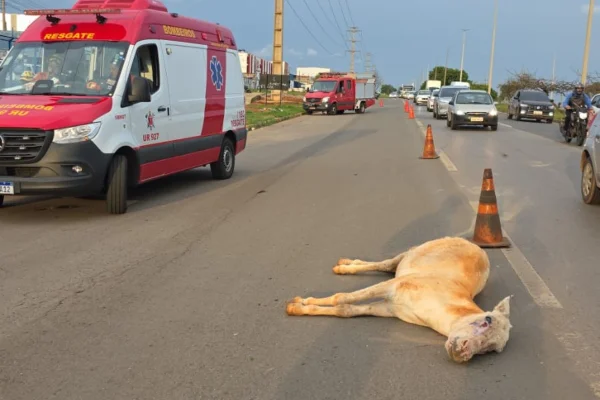 Motociclista fica ferido ao atropelar e matar cavalo na BR-60