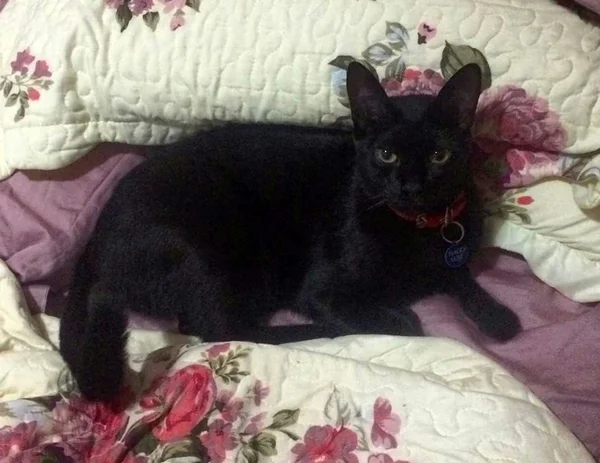 Dona pede ajuda para encontrar gato desaparecido no Jardim Botânico