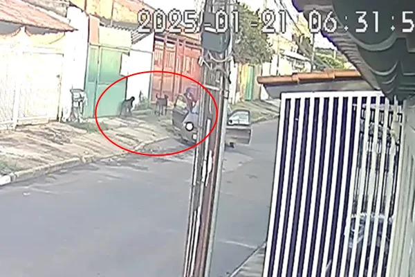Dupla é indiciada após parar carro e abandonar três cães em rua do DF