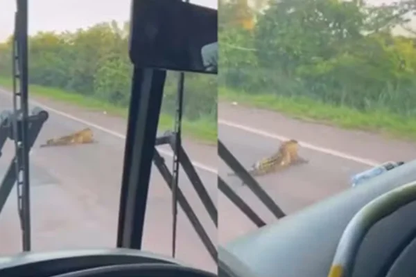 Onça-pintada atropelada é flagrada arrastando-se em "rodovia da morte"