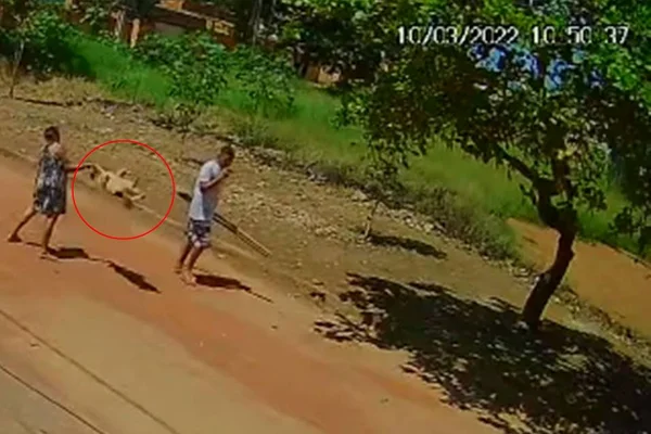 Idosa levanta cachorro pela coleira e arremessa animal ao chão