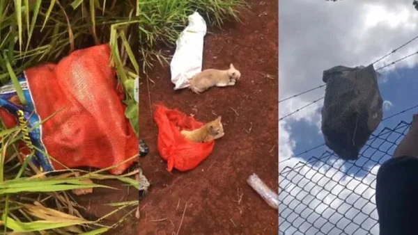 Foto colorida de gatos dentro de sacos plásticos