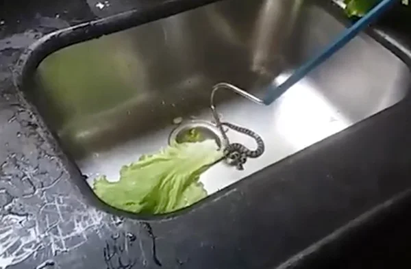 Vídeo: PM é chamada para resgatar cobra encontrada em pé de alface