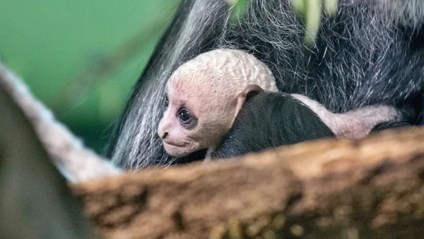 Foto colorida de filhote branco de macaco-colobo-rei