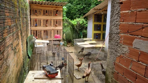 Imagem colorida mostra vários galos separados em gaiolas dentro de um quintal de uma casa em Maresias, no litoral de São Paulo - Metrópoles