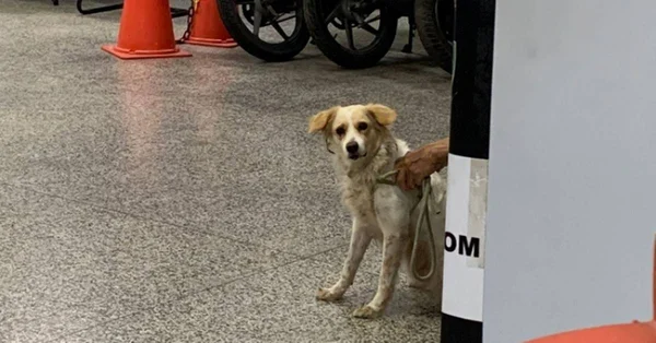 Em Manaus, homem é preso após ser gravado praticando zoofilia