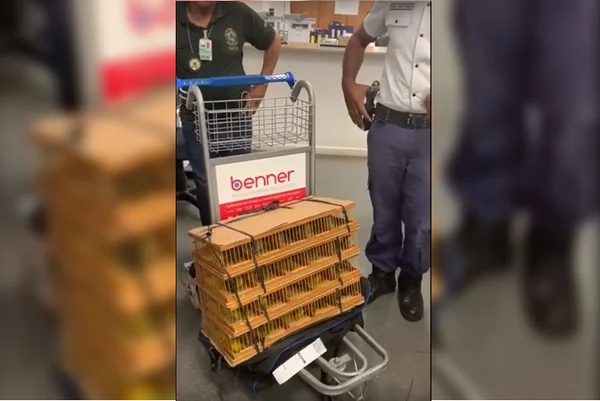 Homem é preso no Aeroporto de Brasília com 160 pássaros silvestres