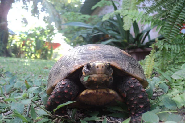Jabuti
