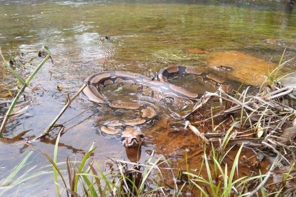 Algumas cobras podem ver no escuro usando eletricidade, aponta estudo