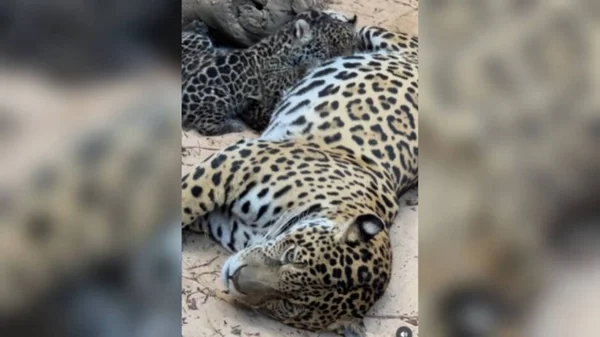 imagem colorida filhotes de onça brigam por tete