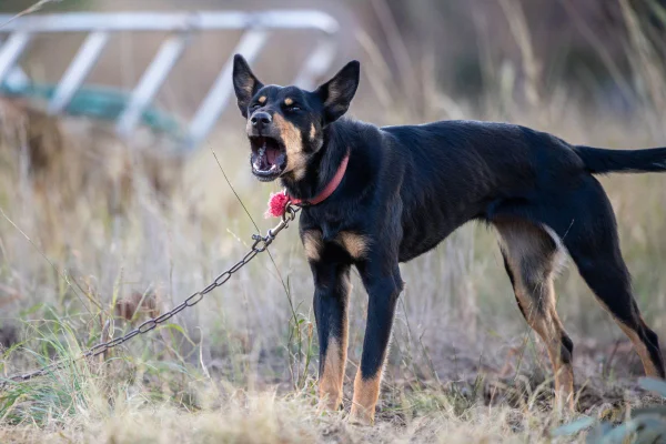 Foto colorida de cachorro acorrentado - metrópoles