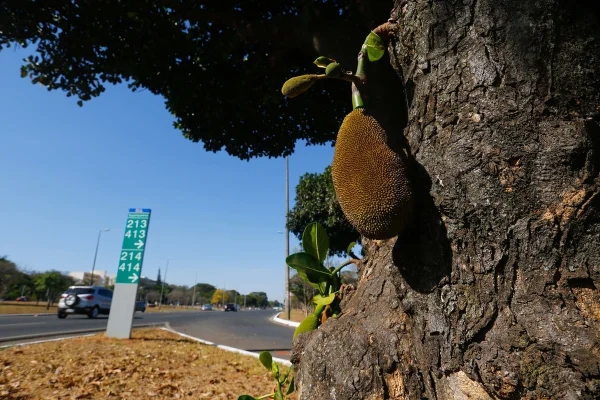 Pomar público: confira onde estão as frutas que crescem no Plano Piloto