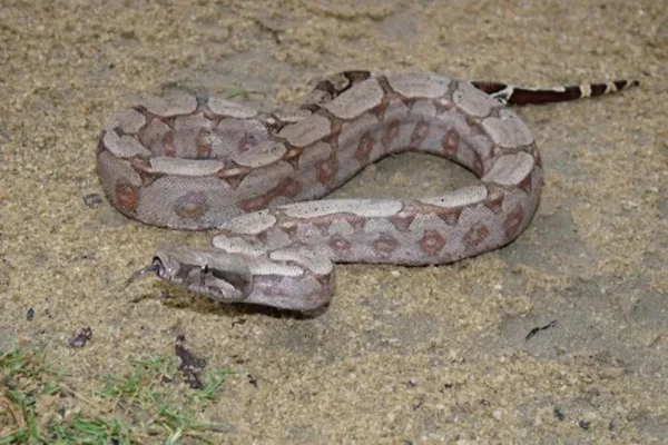 Jiboia atlântica tem manchas, formato e coloração diferentes - Metrópoles