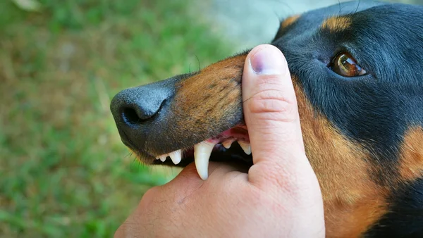 Foto colorida de cachorro dando mordida na mão de homem