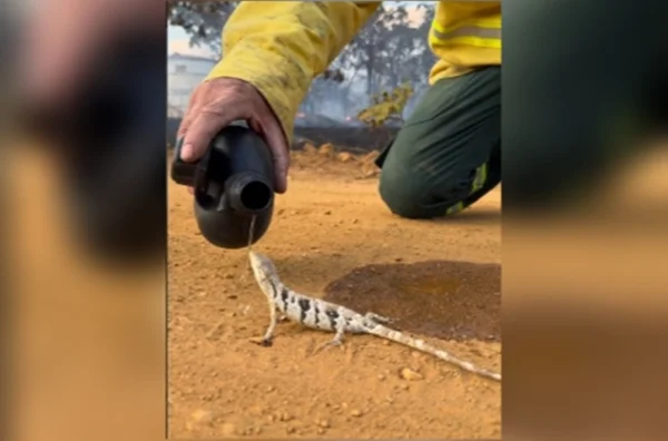 imagem colorida brigadista da agua para lagarto que fugia de incendio em go