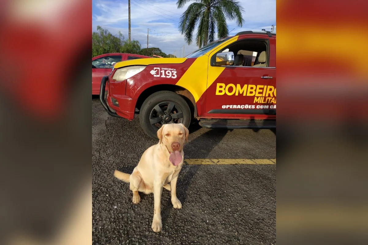 Cão bombeiro Fênix morre em Goiás após anos de missões no Brasil - imagem 1 Cão bombeiro Fênix morre em Goiás após anos de missões no Brasil - imagem 1