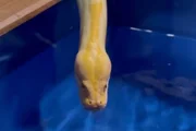Cobras se hidratam? Momento raro de píton bebendo água viraliza. Vídeo Cobras se hidratam? Momento raro de píton bebendo água viraliza. Vídeo