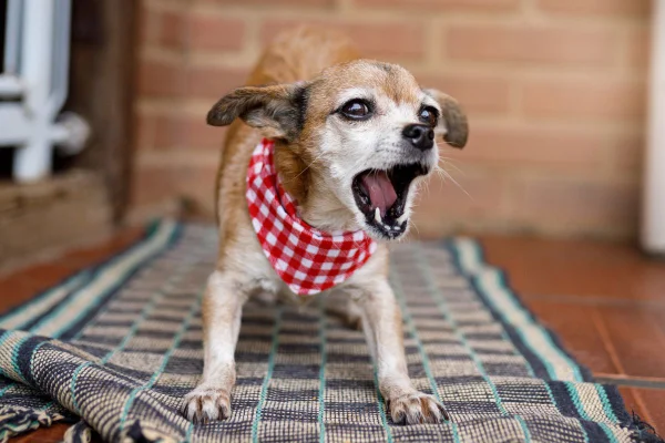 É verdade que cachorro que late não morde? Entenda as ameaças caninas
