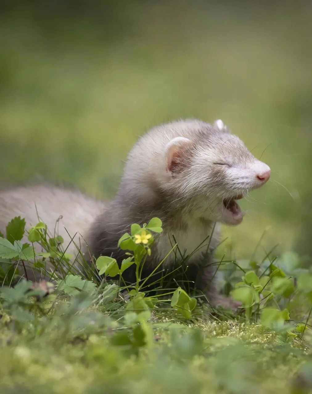 'A primeira caminhada ao ar livre', finalista do Comedy Pet Photo Awards — Foto: Darya Zelentsova/Comedy Pets 'A primeira caminhada ao ar livre', finalista do Comedy Pet Photo Awards — Foto: Darya Zelentsova/Comedy Pets