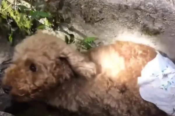 Foto colorida de um cachorro de pelagem marrom usando fralda - Metrópoles