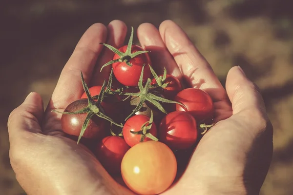 Saiba quais são os principais tomates do mercado e seu melhor uso