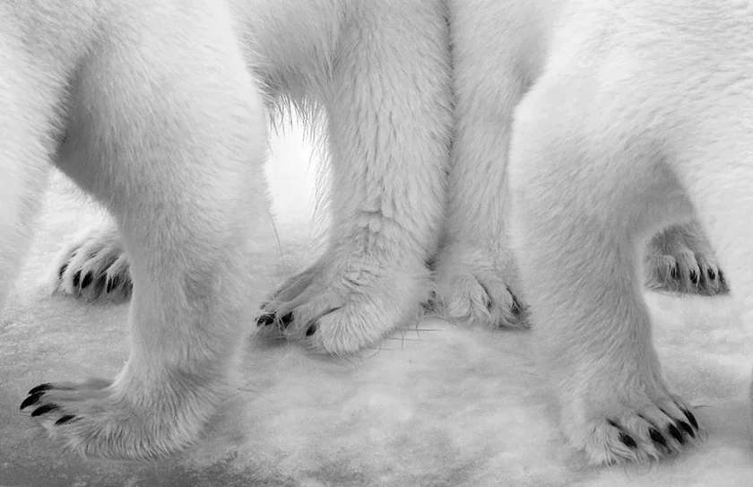 Black and White category - Polar Pas de Deux by Eilo Elvinger Black and White category - Polar Pas de Deux by Eilo Elvinger