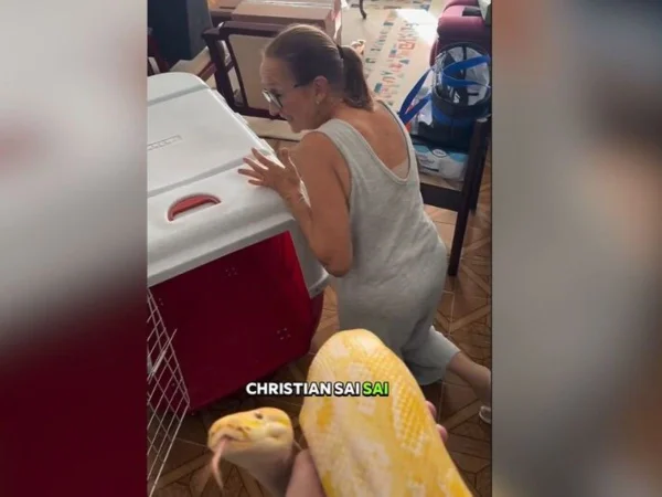 Foto colorida retirada do vídeo em que o biológo assusta a mãe com uma cobra píton de 3 metros - Metrópoles