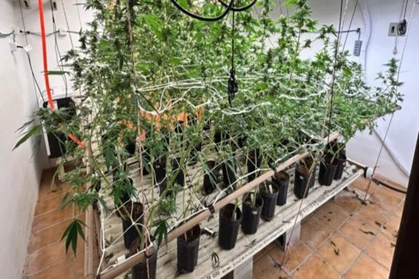 Imagem colorida, Local foi descoberto pela Polícia Civil durante uma operação que investiga o tráfico e o cultivo de drogas na Capital- Metrópoles