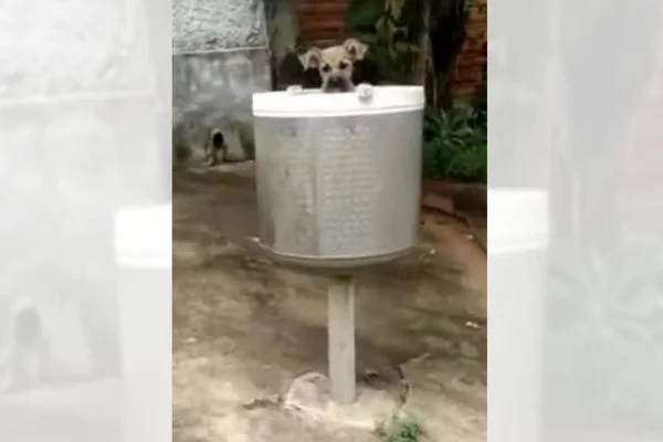 Cadelinha é abandonada em lata de lixo em Anápolis (GO)