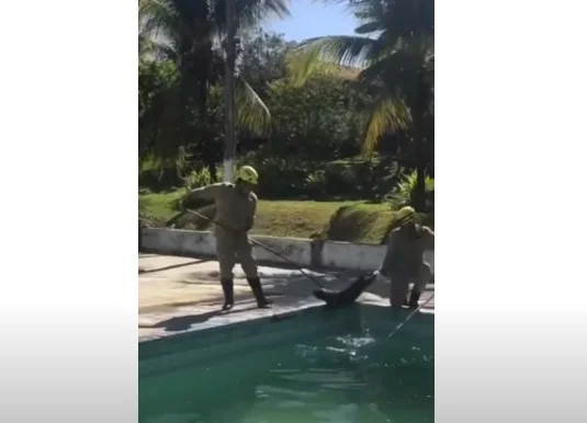 goias capivara banho de piscina