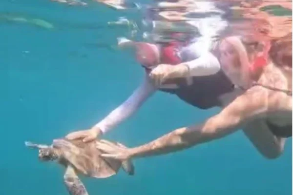 Turista toca em tartaruga em Noronha e leva multa R$ 10 mil. Vídeo