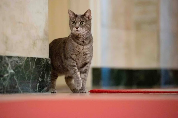Na foto vemos uma gata cinza listrada andando sobre um tapete vermelho
