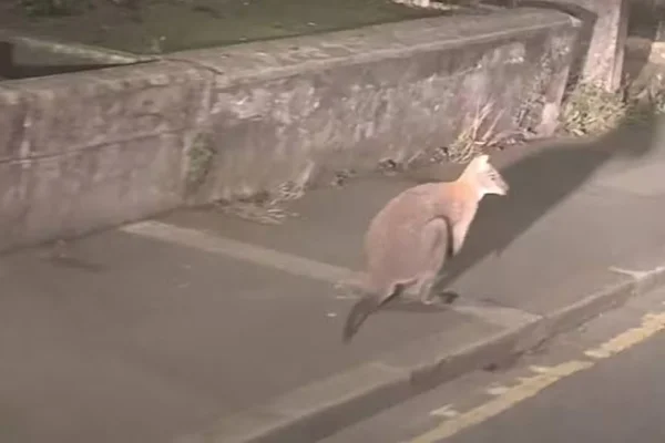 Imagem colorida de canguru visto no Reino Unido - Metrópoles