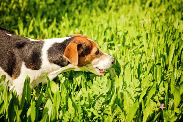 Primeiros socorros em cães engasgados: o que fazer?