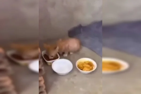 Filhote de gato comendo