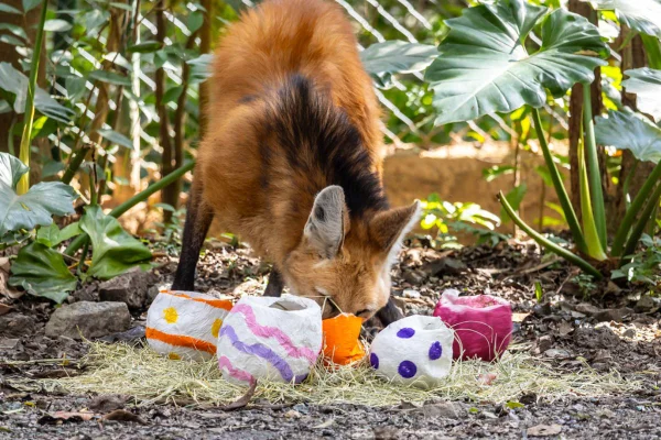 Em homenagem à Páscoa, celebrada neste domingo (5/4), os animais do zoológico de São Paulo e do Simba Safari ganharam caça aos ovos - Metrópoles