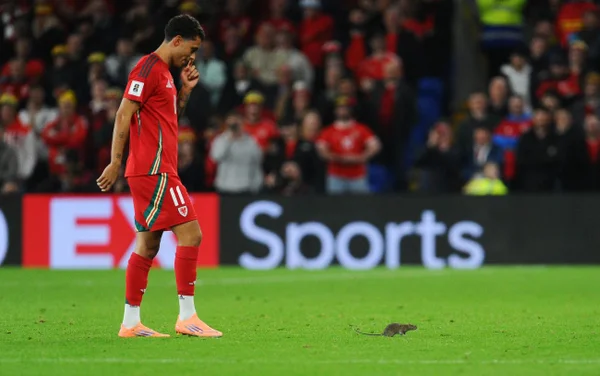 Rato invade campo em partida das Eliminatórias da Copa do Mundo entre País de Gales x Bélgica