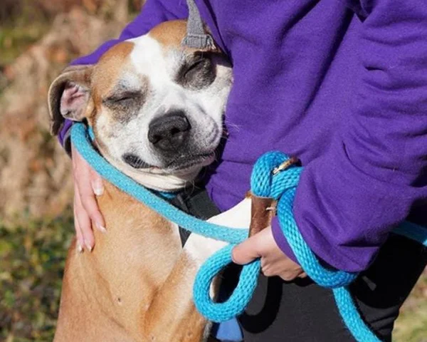 Cachorro viciado em abraçar