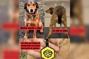 Influenciador paulista mobiliza buscas por cão Poze perdido na Argentina - imagem 2