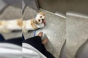 Onde está Sushi? Família procura por cachorro que fugiu em Taguatinga - imagem 2