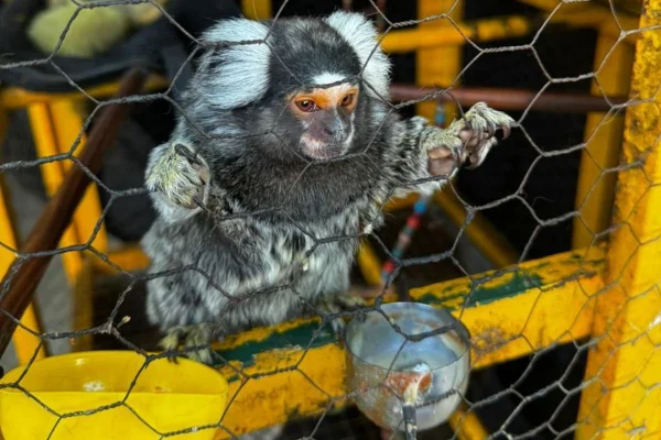 Imagem colorida mostra sagui-de-tufo-branco em gaiola. Metrópoles
